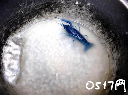 江苏现蓝色小龙虾 蓝色小龙虾与普通的有何不同