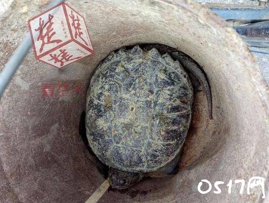 老汉菜地捡到宝物 这宝物究竟是什么