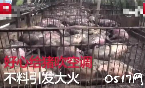 给猪吹空调引发火灾 网友:好心办坏事