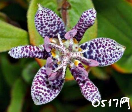 全球首株蓝色菊花 菊花的颜色各种各样