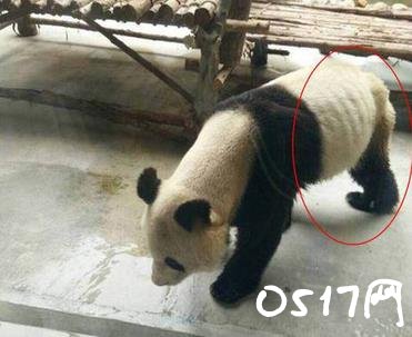 大熊猫瘦成皮包骨 难道大熊猫减肥的吗