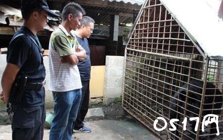 黑熊当宠物圈养14年 黑熊为何失去了自由