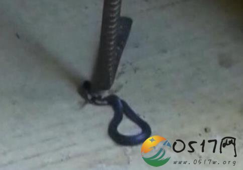 男子养60条蛇被咬伤逃跑 难道蛇想摆脱被圈养的束缚