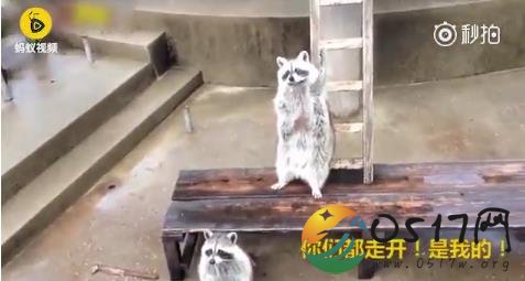 干脆面集体乞讨现场 萌态十足竟还有人举手