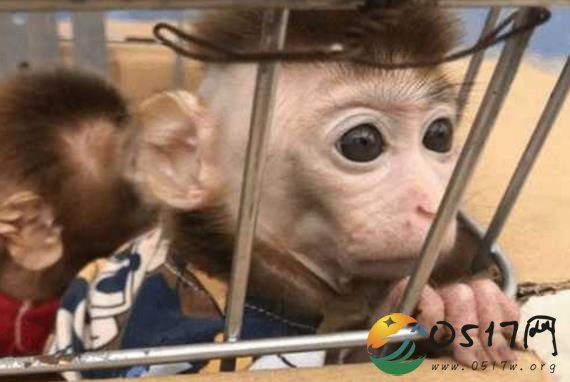 夫妻从景区诱捕猕猴 为自己行为付出惨重代价