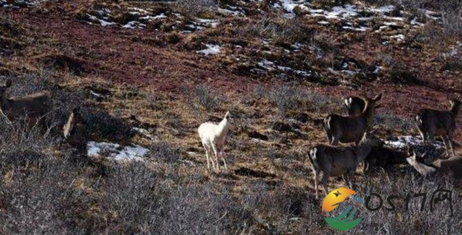 中国首次发现野生白色马鹿 丧失保护色容易被捕食