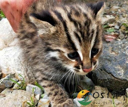 豹猫现身国家级自然保护区 濒危物种数量在减少