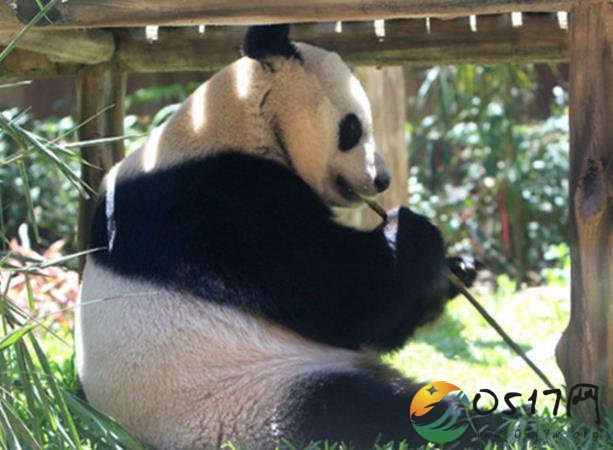 总统要为熊猫接风 中国的大熊猫很有面子的嘛