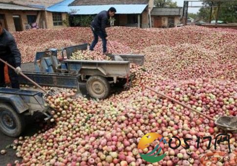 果农贱卖礼泉苹果 大量苹果堆积无人问津