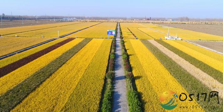 洪泽水稻实验田迎来收获期