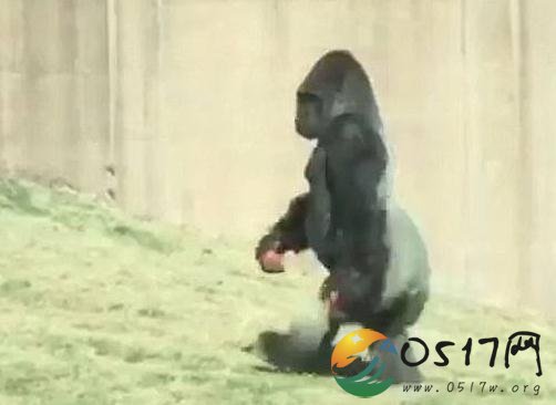 猩猩怕脏手直立行走 这只猩猩还挺有个性的