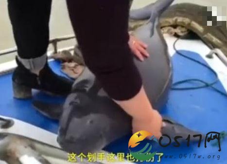 90后女孩保护江豚 只希望降低水中熊猫的死亡率