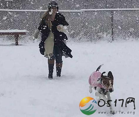 流浪狗救收养人一命 怪不得狗是人类的朋友