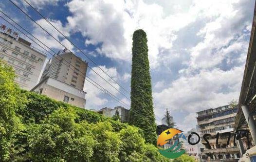 30米高废弃烟囱穿巨型绿裙 爬山虎将其紧紧缠绕