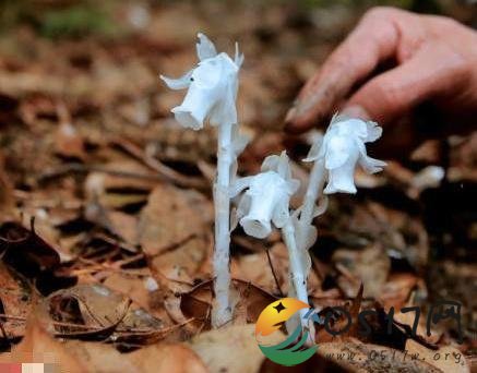 湖南现神奇水晶兰 当地没有幽灵花的记录