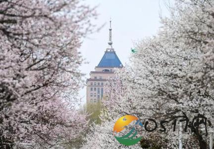 吉林大学春色引游人 景色究竟有多美