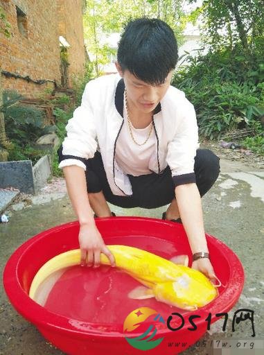 男子钓金黄大怪鱼 同样的鱼曾被卖一万元