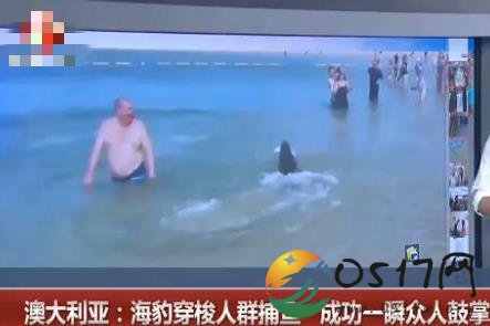 海豹穿梭人群捕鱼 海豹被害怕人吗