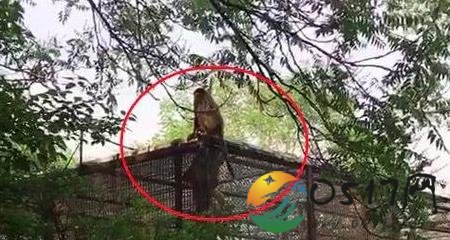 金丝猴逃出动物园 金丝猴如何逃出来的