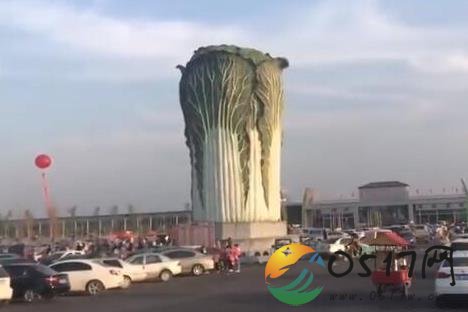 最大白菜现身邯郸  大白菜寓意是什么