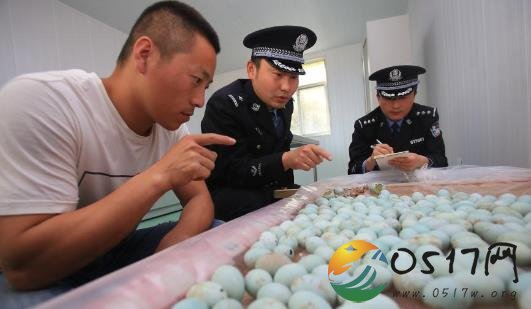 警方查获410枚被偷白鹭鸟蛋 有的鸟蛋已经开始孵化