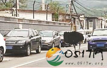 北京鸵鸟公路散步 这鸵鸟究竟怎么跑出来的