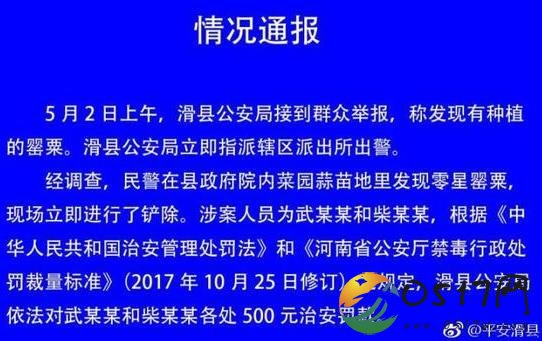 河南滑县政府院现罂粟 官方回应称是临时工干的