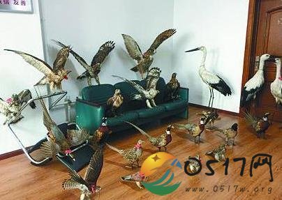 主播晒标本遭举报 警方顺藤摸瓜破获非法猎捕濒危鸟类案件