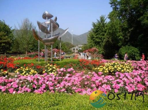 北京月季文化节开幕 平均每年接待游客500万人次
