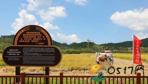 袁隆平水稻仪仗队大丰收 究竟是怎么样的丰收成果