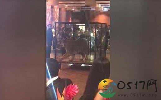 高中毕业舞会老虎助兴 外国人的想法真是与众不同
