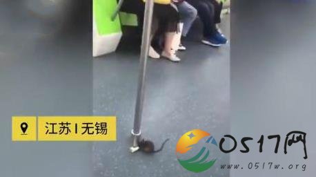 地铁车厢现老鼠 地铁里怎么会出现老鼠