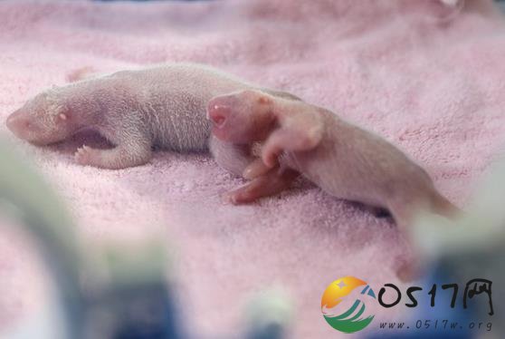 首对圈养熊猫诞生 体重分别149.9克和110.7克
