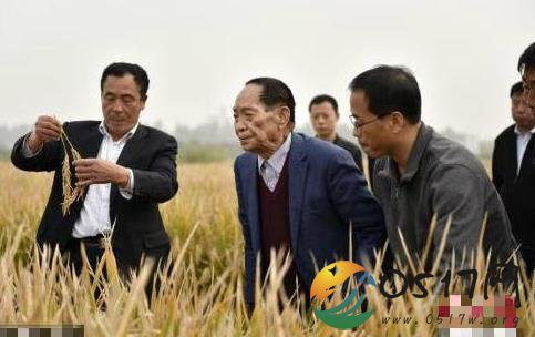沙漠种植水稻成功 都是袁隆平团队研究的成果
