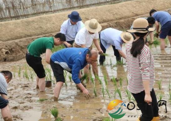 外交官赴朝农场支农 在工作人员指引下到稻田插秧