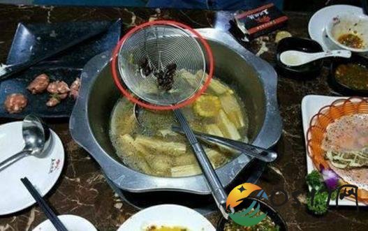 吃火锅捞出8只蟑螂 用餐一小时后才发现店家很纳闷