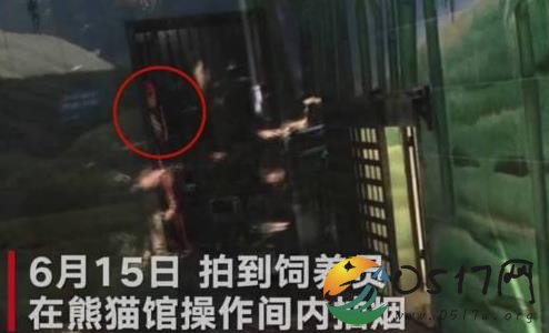 武汉大熊猫遭虐待 虐待照片被网友曝光