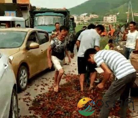 广西荔枝滞销 被当垃圾处理当街踩烂让人可惜