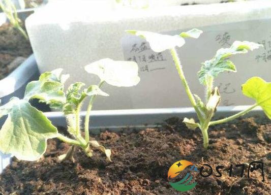 男生寝室种西瓜 宿舍也能种西瓜吗