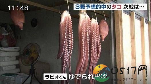 日本预言帝章鱼哥被煮 最终逃不过被煮的命运