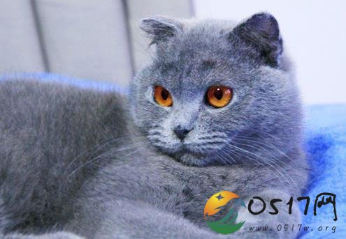 猫咪中毒输狗血 猫和狗的血难道都是一样的吗