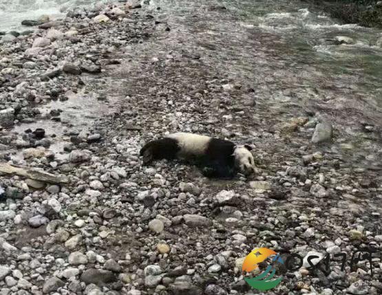 成都遭洪灾 半岁熊猫溺水身亡被关注