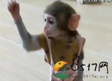 网红直播养猴牵出大案 当时是什么情况