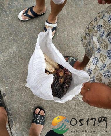 科研玉米被偷摘 不知研究还能不能继续下去了