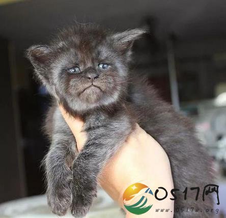 长得非常像人的猫火了 这只猫究竟长得什么样