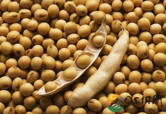 我国进口南美大豆占比超美 为何会发生这样的变化