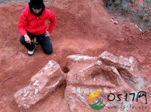 巨型恐龙遗骸出土 或许对人类研究恐龙有了依据