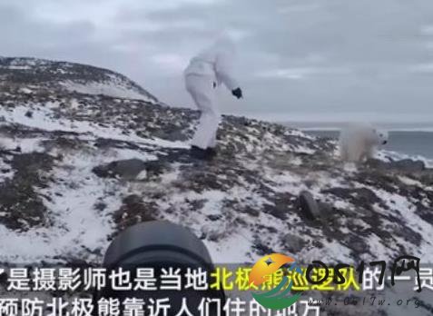 摄影师徒手吓走北极熊 北极熊的表现实在是搞笑