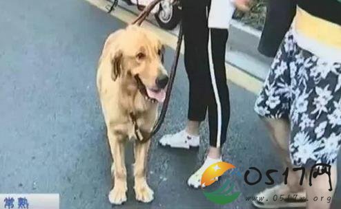 金毛撞坏兰博基尼 因狗主人看管不力承担全部责任