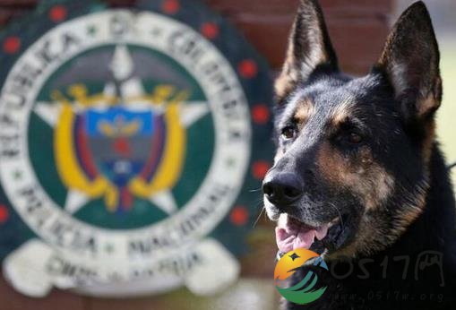 贩毒集团悬赏警犬 只因贩毒集团受到警犬的威胁